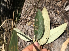 Moquiniastrum polymorphum polymorphum