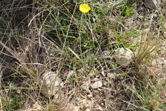 Ranunculus gramineus