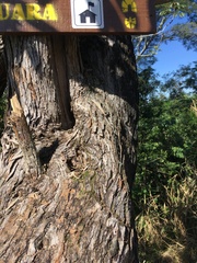 Moquiniastrum polymorphum polymorphum