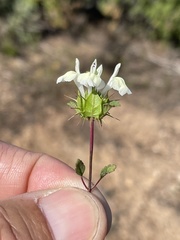 Acanthomintha ilicifolia