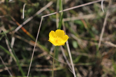 Ranunculus gramineus