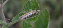 Crambus satrapellus