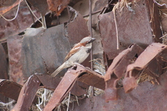 Passer domesticus