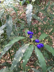 Psychotria leiocarpa