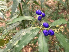 Psychotria leiocarpa