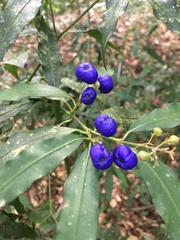 Psychotria leiocarpa