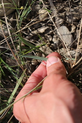 Ranunculus gramineus
