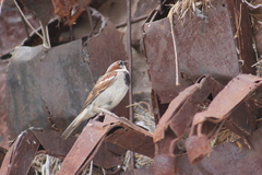 Passer domesticus