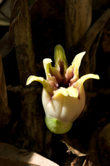 Aspidistra attenuata
