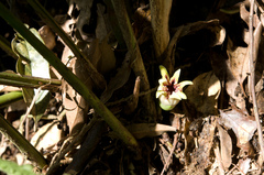 Aspidistra attenuata