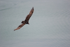 Cathartes aura