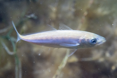 Trachurus