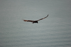 Cathartes aura