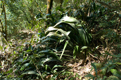 Aspidistra attenuata