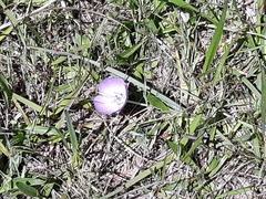 Calochortus uniflorus