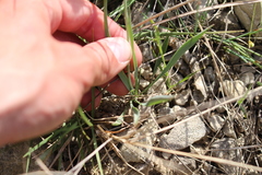 Ranunculus gramineus