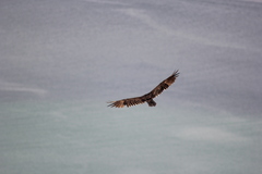 Cathartes aura