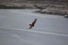 Cathartes aura