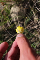 Ranunculus gramineus