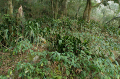 Aspidistra attenuata