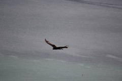 Cathartes aura