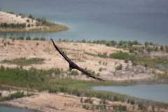 Cathartes aura