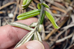 Argyrolobium splendens