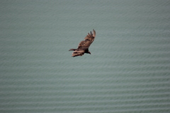 Cathartes aura