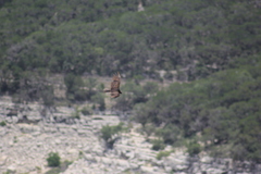 Cathartes aura