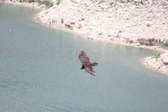 Cathartes aura