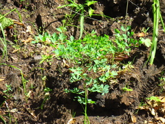 Lomatium californicum