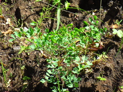 Lomatium californicum