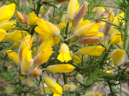 Ulex europaeus