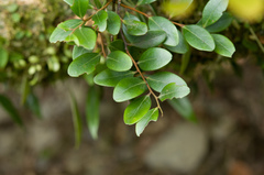Vaccinium emarginatum