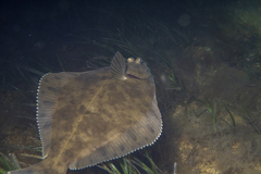 Rhombosolea tapirina