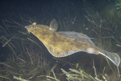 Rhombosolea tapirina