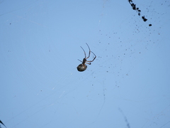 Trichonephila sexpunctata