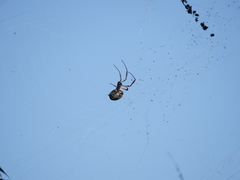 Trichonephila sexpunctata