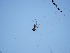 Trichonephila sexpunctata