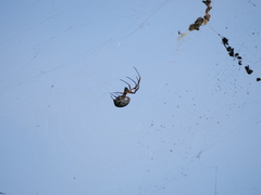 Trichonephila sexpunctata