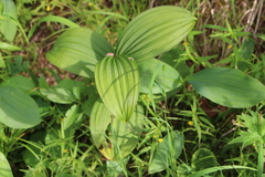 Veratrum album