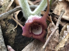 Asarum canadense canadense