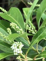 Citharexylum caudatum