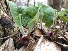Asarum canadense canadense