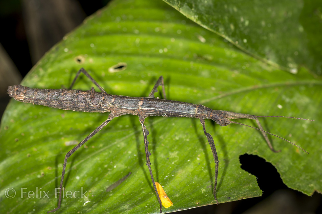 Ocnophilini