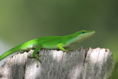 Anolis carolinensis