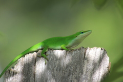 Anolis carolinensis