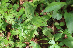Veratrum album