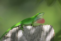 Anolis carolinensis