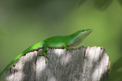 Anolis carolinensis